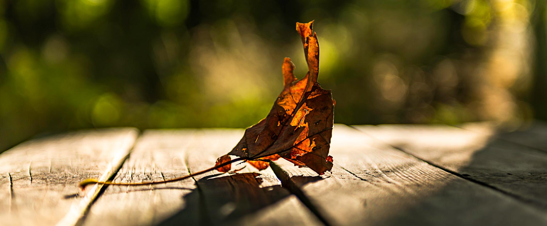 Close up of leaf in Michigan park